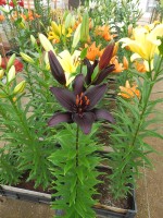 [5586 VH16 No01.JPG]